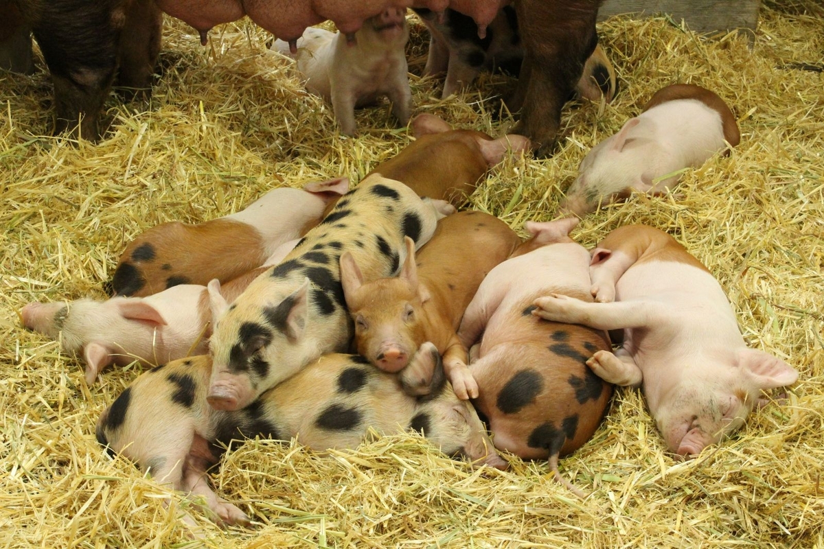 At the Perth Royal Show - Clive Bond